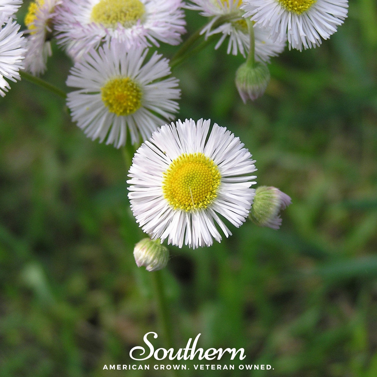Dainty Daisy Fleabane Seeds - 100 Pack - Attractive Wildflower - Erigeron strigosus