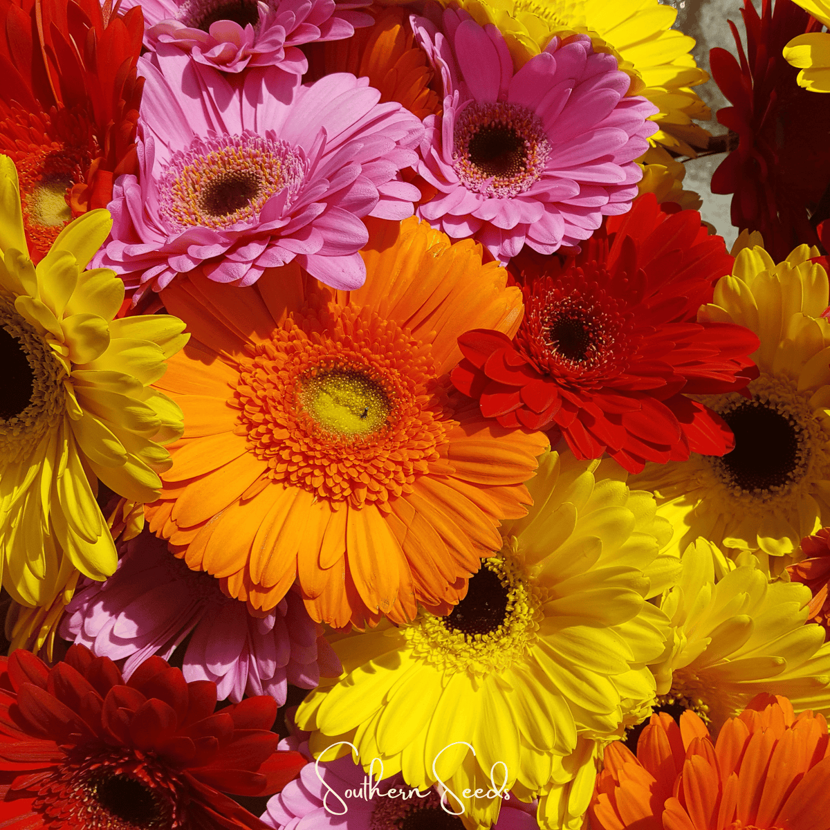 Gerbera Daisy Mix Seeds - 20 Pack - Colorful Blooms - Gerbera Jamesonii