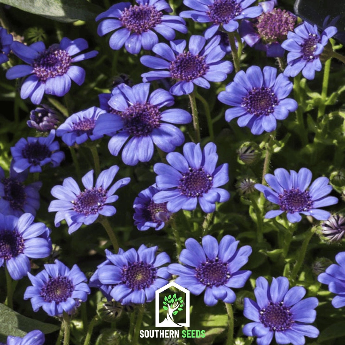 Blue Daisy Seeds - 50 Count, The Blues Variety, Ideal for Gardens, Flower Beds, Osteospermum spp.