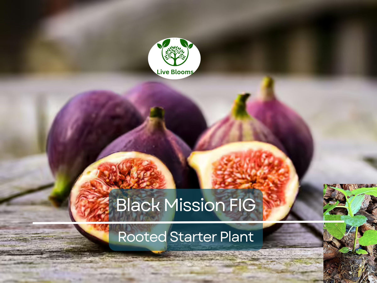 Ficus "Black Mission" Fig Tree Starter Plant - Hardy Ficus carica, Indoor/Outdoor Edible Fruit for Home Garden