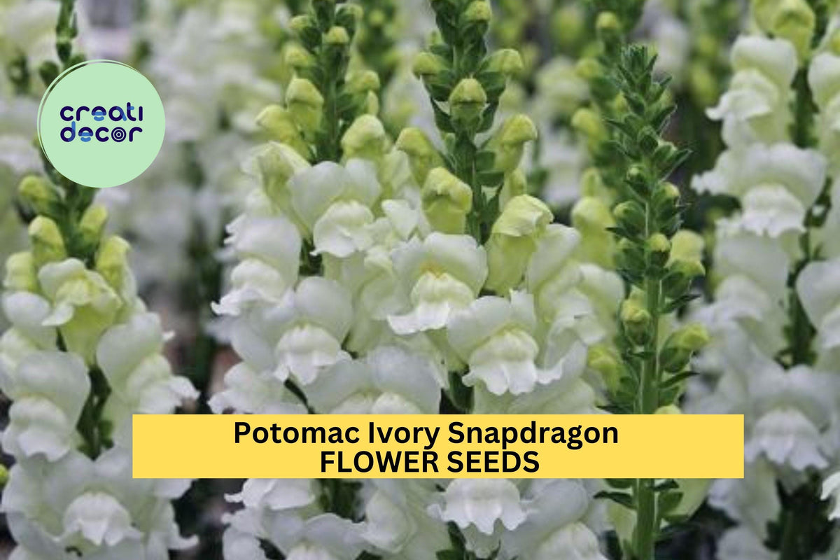 1000+ Snapdragon Seeds - Potomac Ivory - Creamy White Blooms - Antirrhinum majus - Ideal for Borders & Bouquets