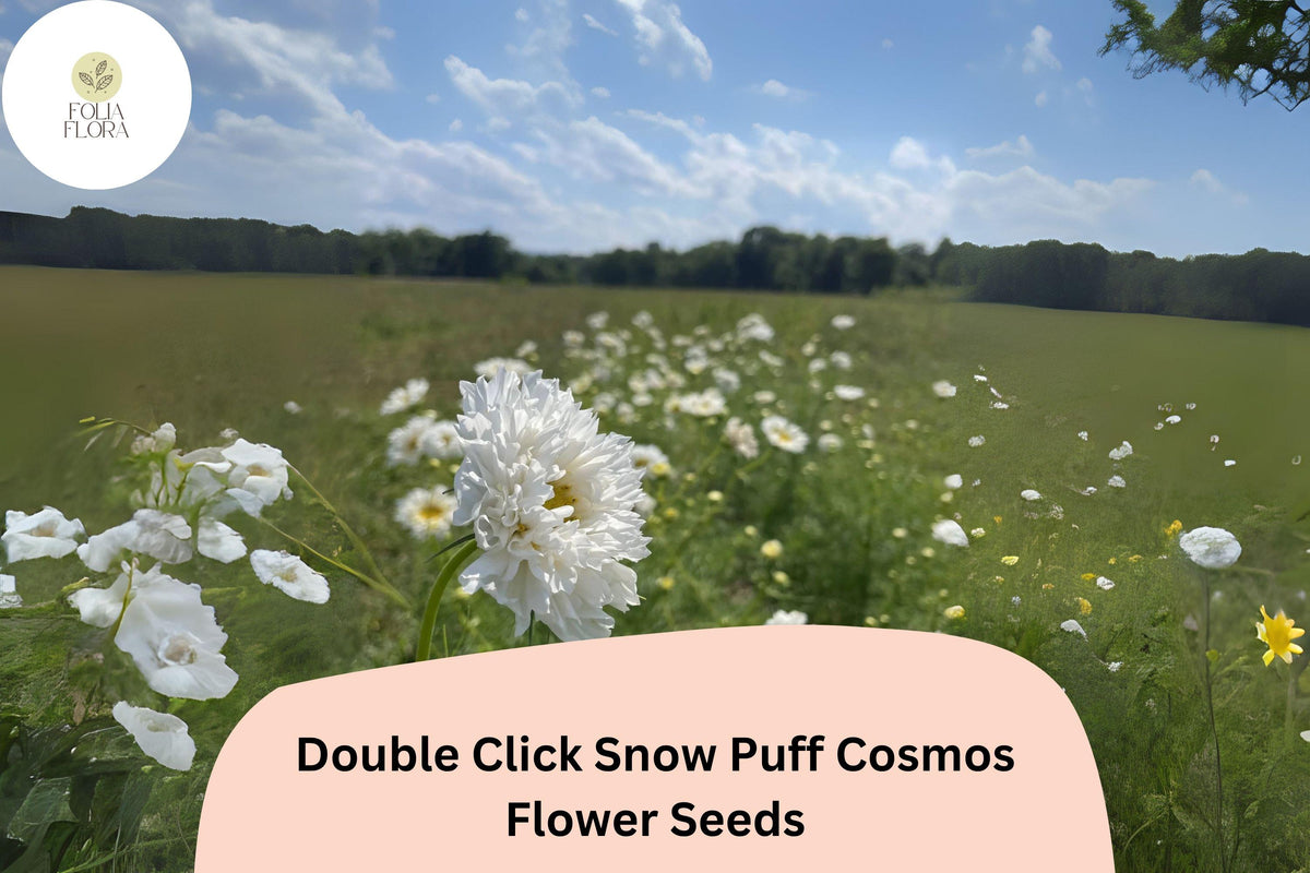 Cosmos Seeds 200+ Count | Double Click Snow Puff White Blooms | Cosmos bipinnatus | Garden & Cut Flower Seeds