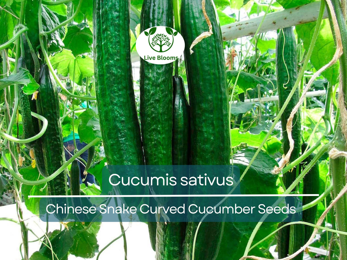 10 Seeds Cucumber Chinese Snake Curved - Heirloom Cucumis sativus for Unique Gardening & Crisp Harvests