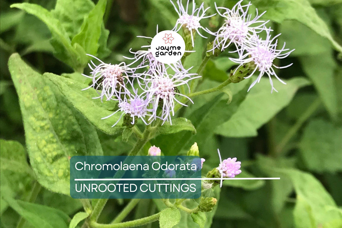 25 Jack The Bush Cuttings, Unrooted Chromolaena Odorato, Fast-Growing Tropical Shrub, Ideal for Privacy Hedges & Landscaping