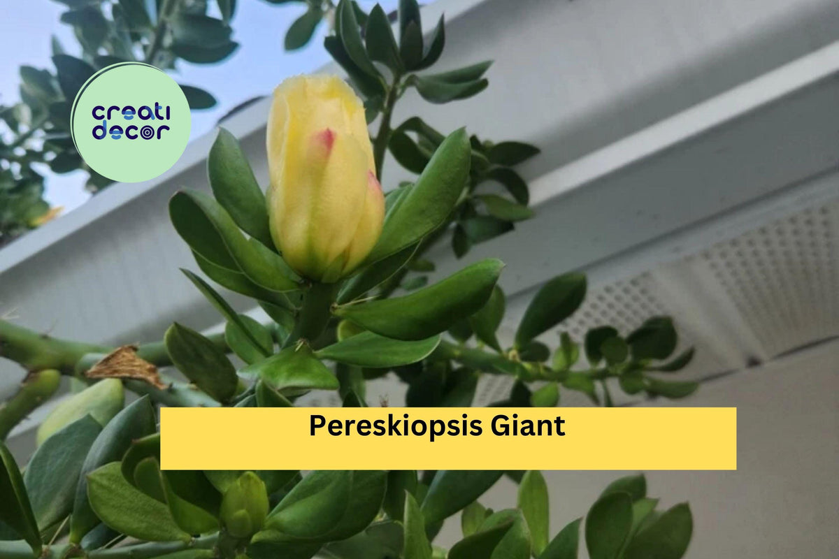 Pereskiopsis Cuttings | 5-Inch Live Cactus Cuttings | Fast Growing Rootstock for Grafting | Pereskiopsis sp.