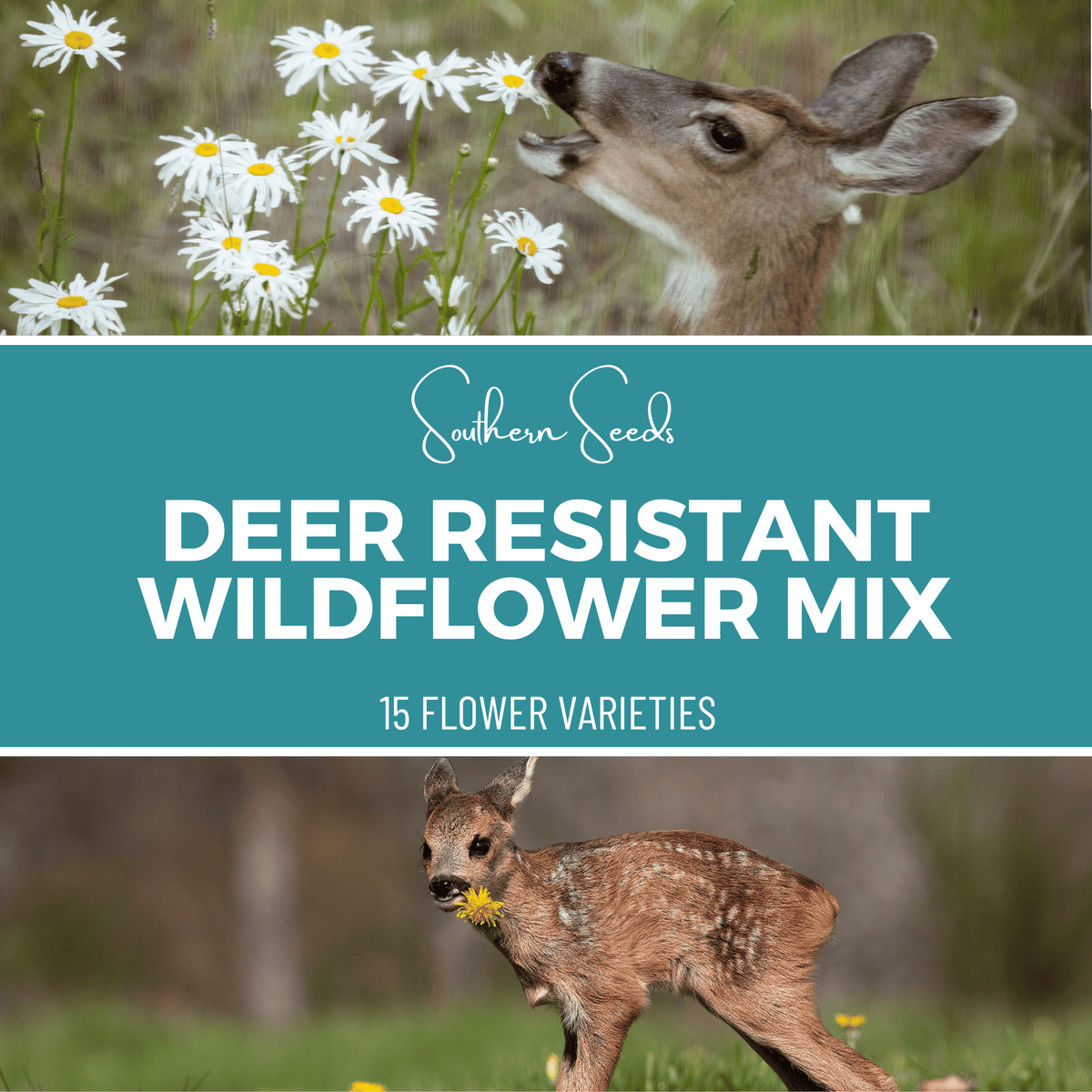 Deer Resistant Wildflower Seed Mix - 1,000 Seeds, 15 Varieties - Native Plants for Garden - Attract Pollinators