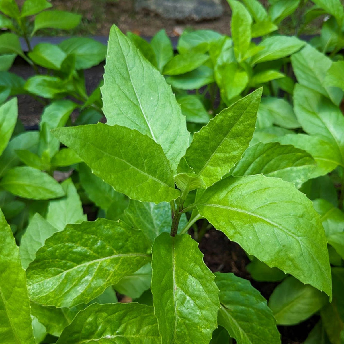 Longevity Spinach Plant Cuttings Gynura Procumbens Edible Greens Starter Pack for Home Gardening