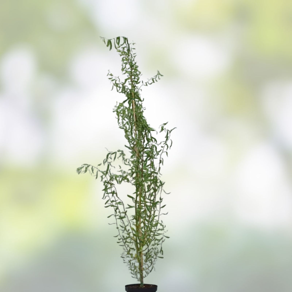 Corkscrew Willow Tree Cuttings Salix babylonica 'Tortuosa' Fast Growing Live Plant for Privacy Shade