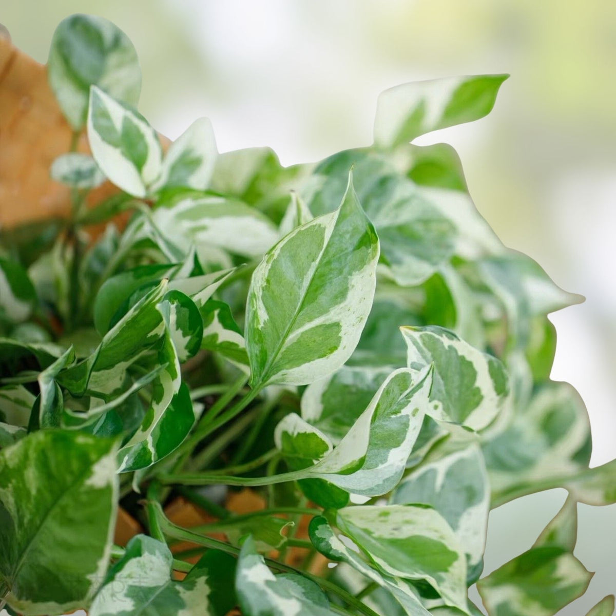 Pothos Cuttings Pearls and Jade Epipremnum aureum Live Houseplant Indoor Plant Starter 4-5 inches