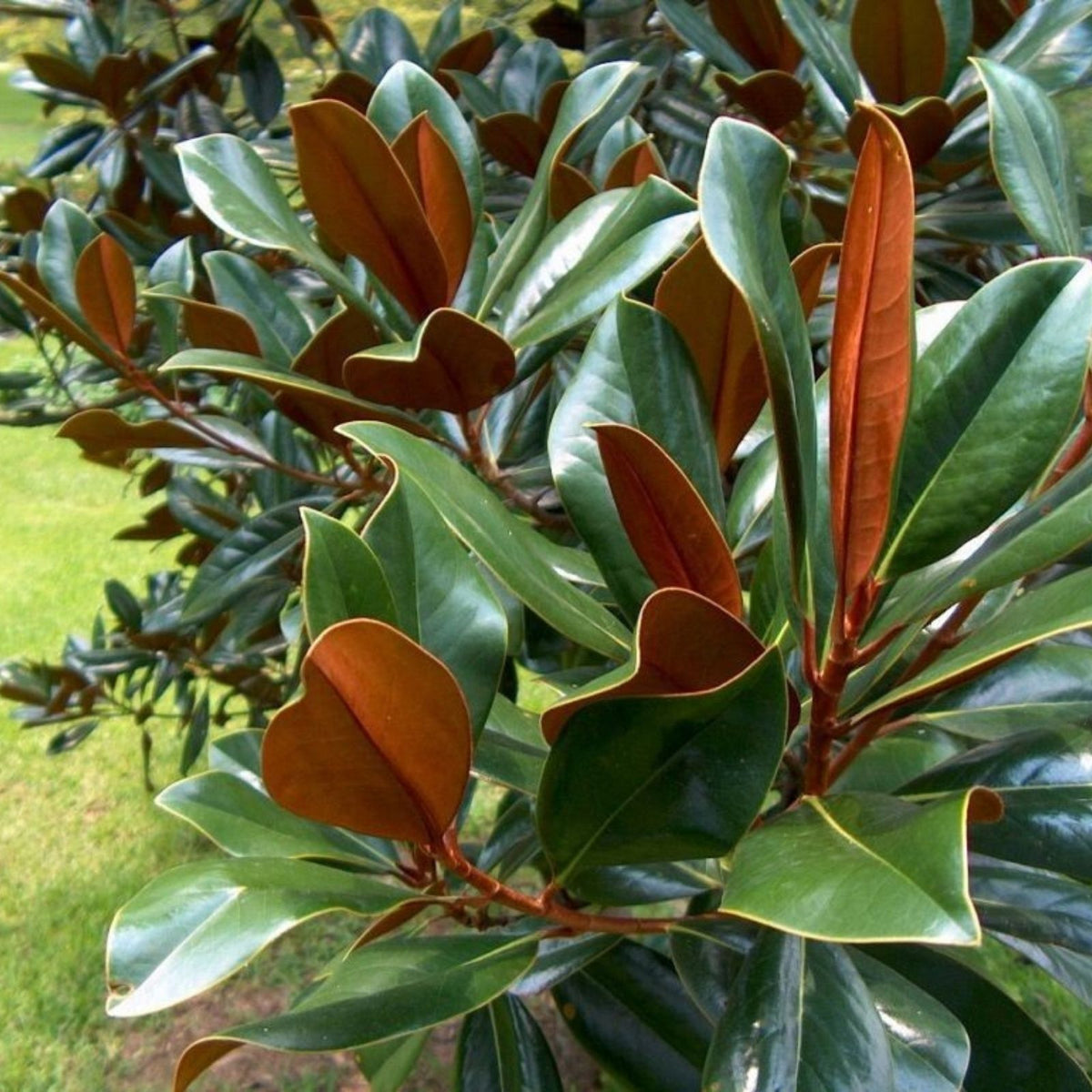 Fresh Live Magnolia Leaves Green Foliage for Floral Arrangements Magnolia grandiflora Bare Root Starter Plant