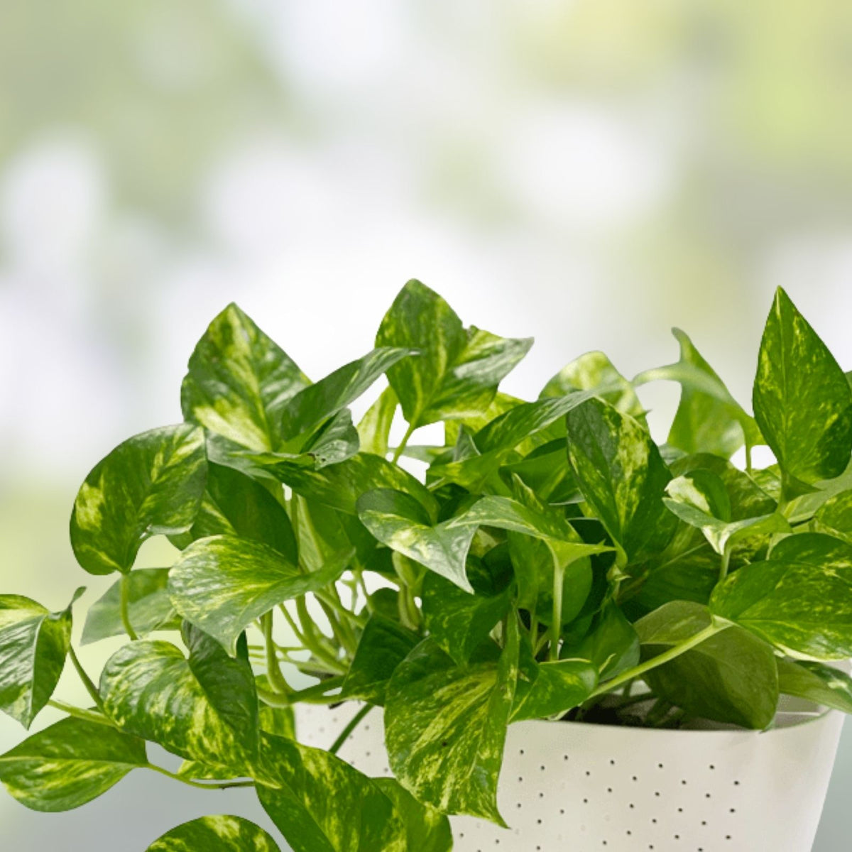 Golden Pothos Cutting Live Plant Epipremnum aureum Trailing Houseplant Green Foliage Indoor Plant