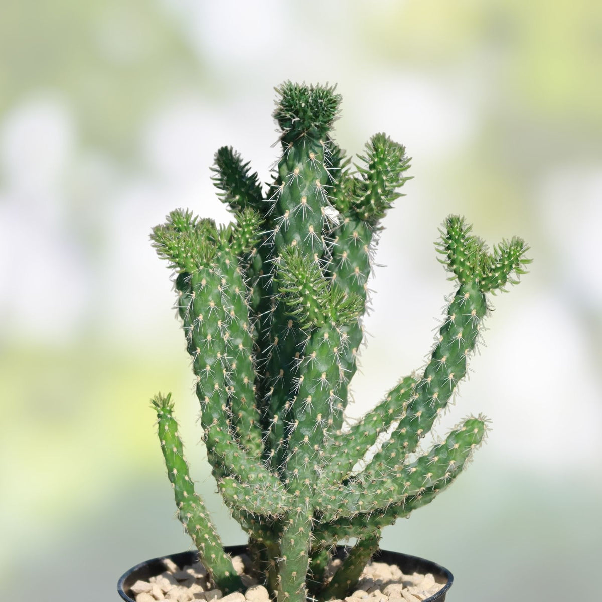 Cylindropuntia molesta Cactus Cuttings Live Succulent Starter Plants Desert Garden Bare Root Cholla 3 Pack