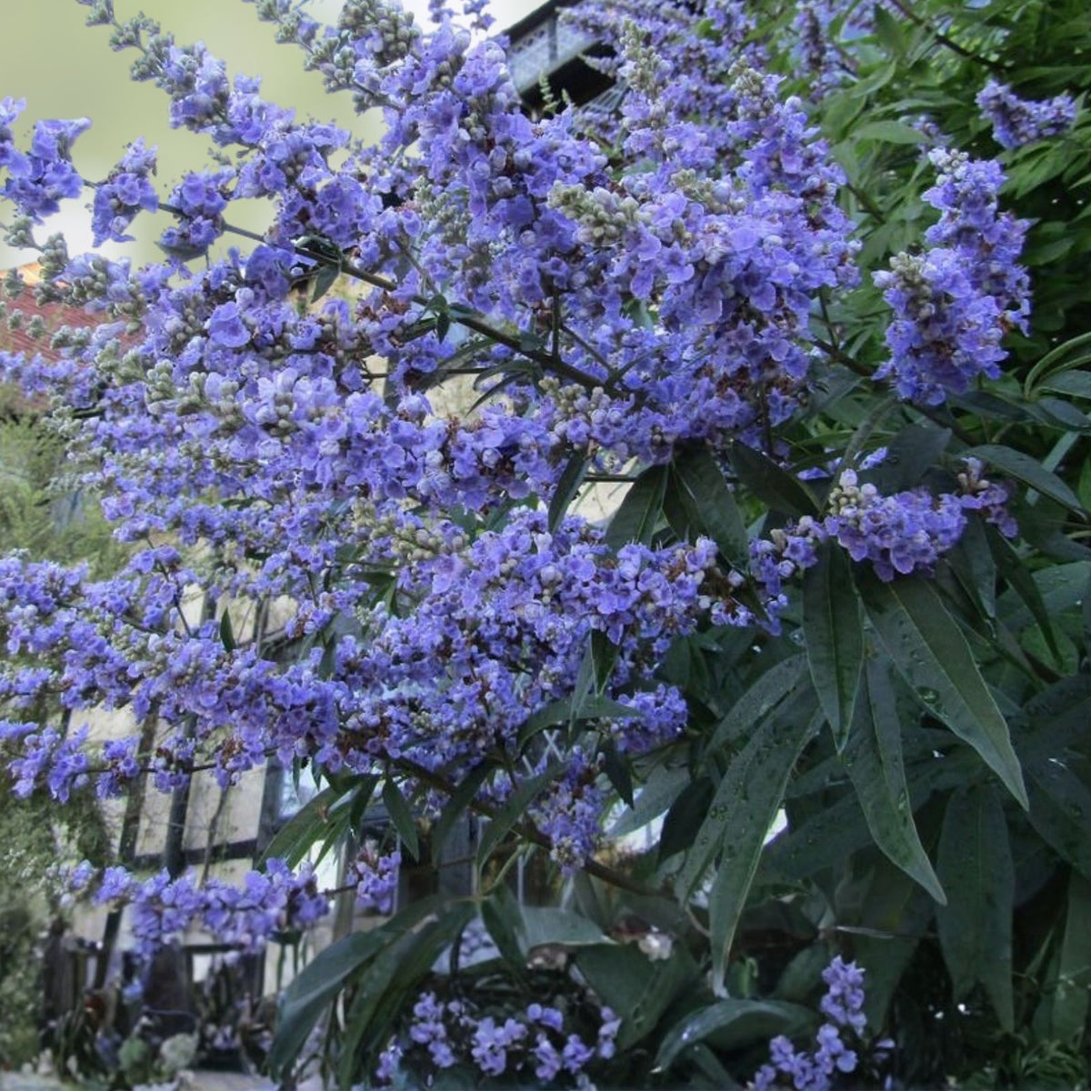 50 Chaste Vitex Tree Seeds - Hardy Monks Pepper, Drought Tolerant, Medicinal Aromatic Plant, Vitex agnus-castus