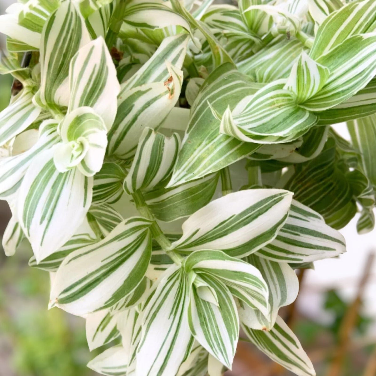 Tradescantia Albiflora Cuttings 7 Pack Wandering Jew Houseplant Green White Variegation Live Plant