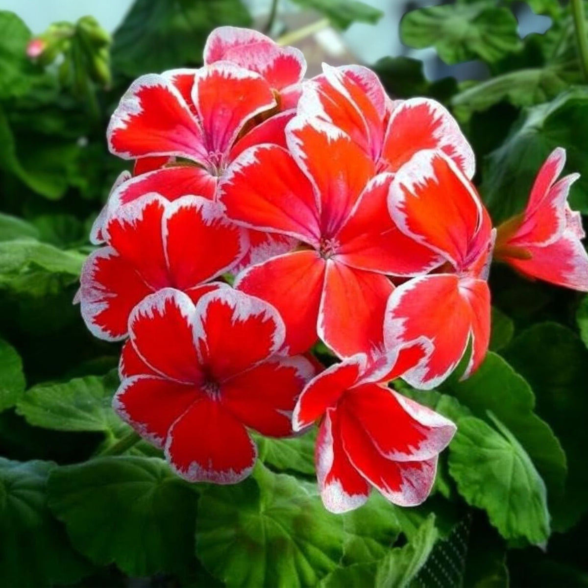 Rare Red White Pelargonium Zonal Geranium Live Plant Starter Cutting 6-inch Ornamental Flowering Houseplant