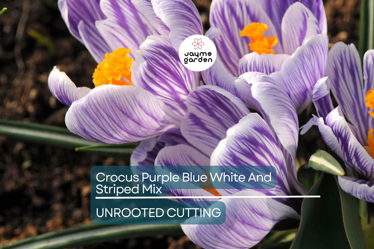 Crocus Bulbs Mix – 5 Cold Hardy Perennial Flower Bulbs, Purple, Blue, White Striped – Crocus spp. for Year-Round Blooms
