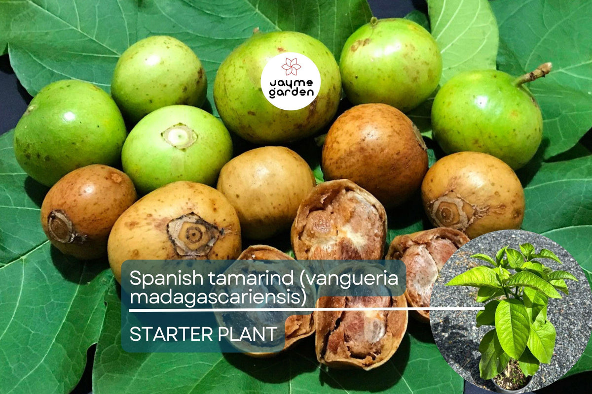 Spanish Tamarind Tree 12"-24" - Exotic Tropical Fruit Tree Vangueria madagascariensis - Ornamental Foliage & Sweet Fruits