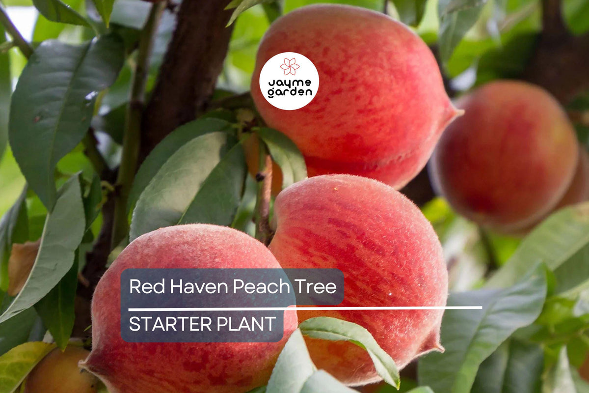 Dwarf Red Haven Peach Tree - 2 Ft Pink Blossoms, Disease-Resistant, Non-GMO - Prunus persica, Ready to Plant, Cold Climate Friendly