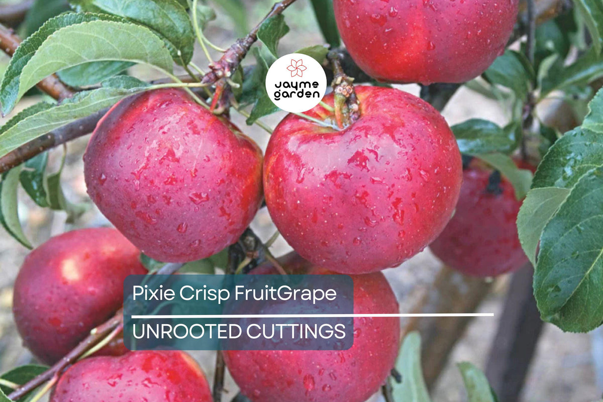 Pixie Crisp Apple Tree Scion Cuttings 6-10" - Malus domestica 'Pixie Crisp' - Fresh Grafting Wood for High-Yield Apples