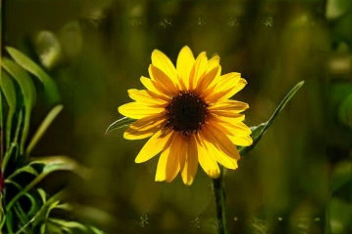 25 Aspen Sunflower Seeds - Helianthella quinquenervis - Native Wildflower - Yellow Blooms - Ideal Pollinator Plant