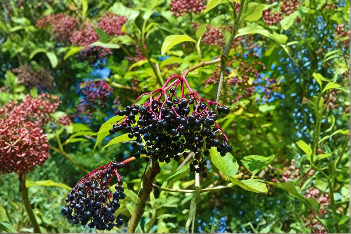 American Elderberry Cuttings 12 Unrooted Adams & York Sambucus canadensis - Deciduous Fruiting Shrub for Wildlife Gardens