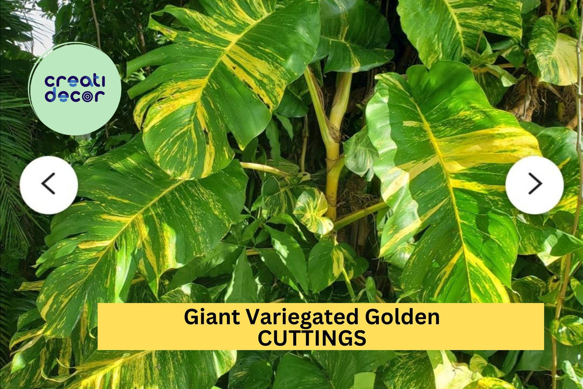 Rooted Golden Hawaiian Pothos Cuttings - 5 Giant Variegated Plants - Epipremnum aureum 'Hawaiian' - Indoor Hanging Baskets