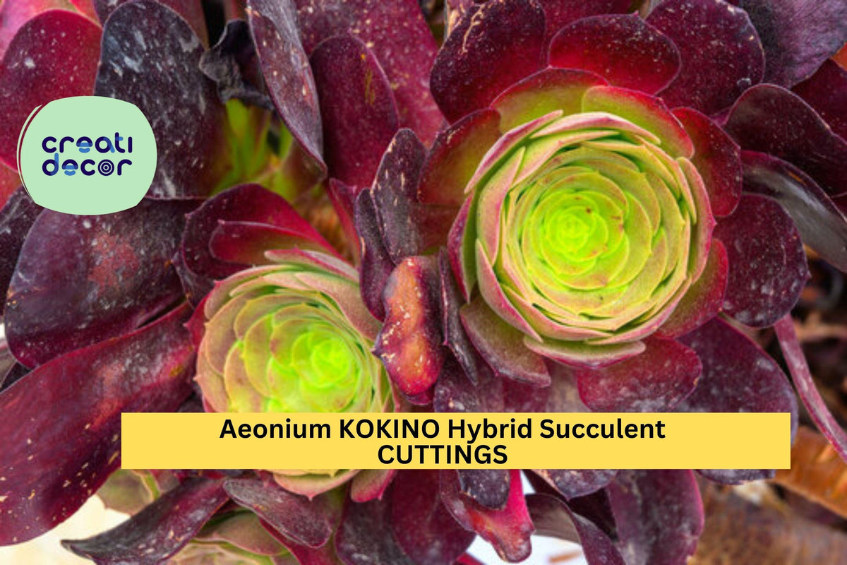 Aeonium 'Kokino' Hybrid Succulent Cuttings | 2 Fresh Unrooted | Colorful Rosettes | Rare Desert Plant for Propagation