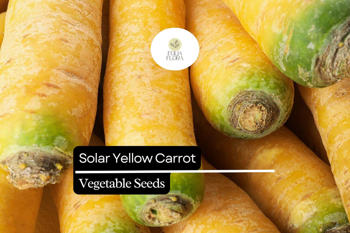 Solar Yellow Carrot Seeds - Heirloom Variety Daucus carota - 200 Seeds for Nutritious, Golden Roots, Sweet Flavor, Easy to Grow