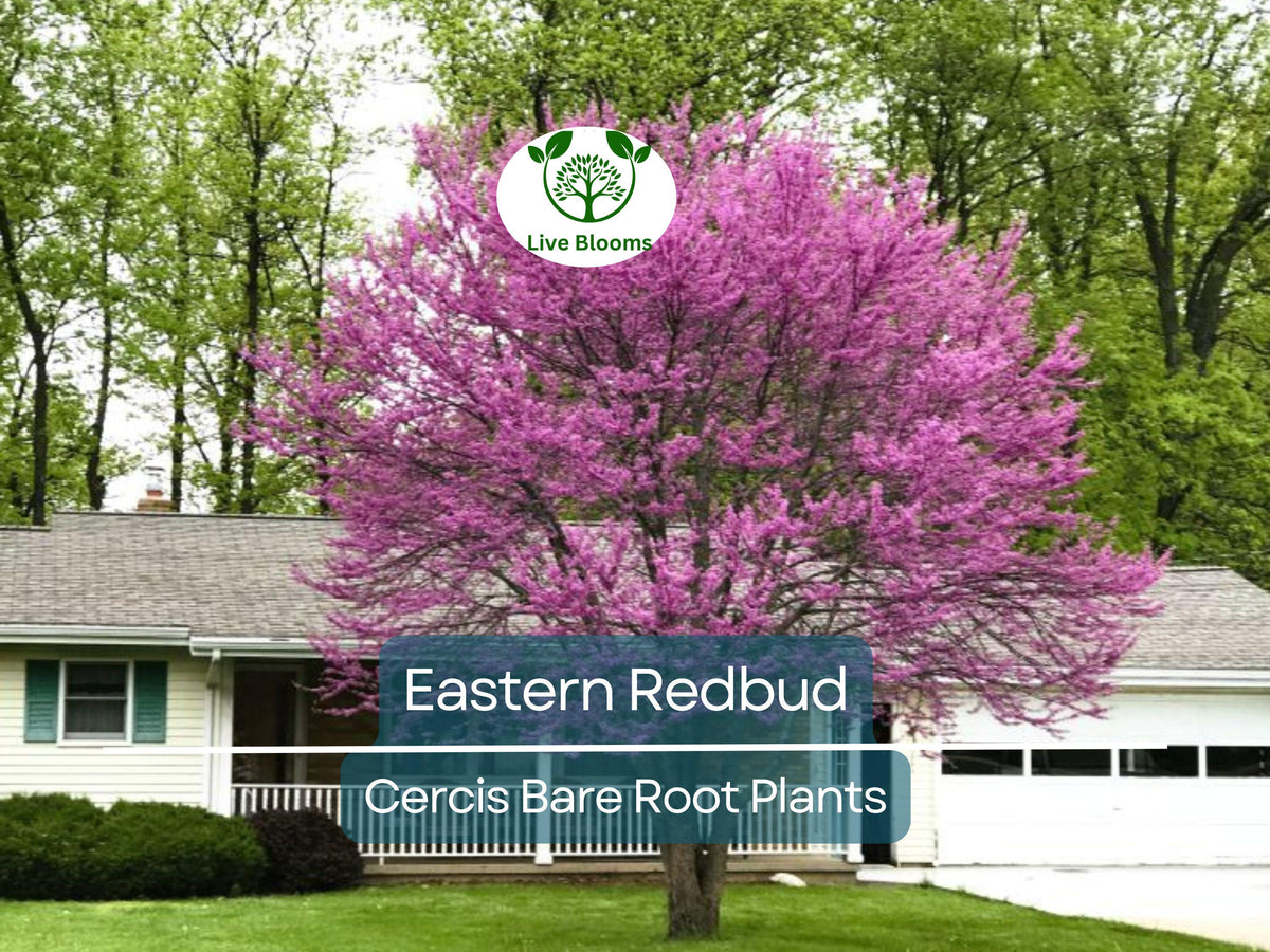 Eastern Redbud Trees 14-18" Live Bare Root - Cercis canadensis - Pink Blooms, Cold Hardy, Easy to Grow, Native to Eastern U.S.