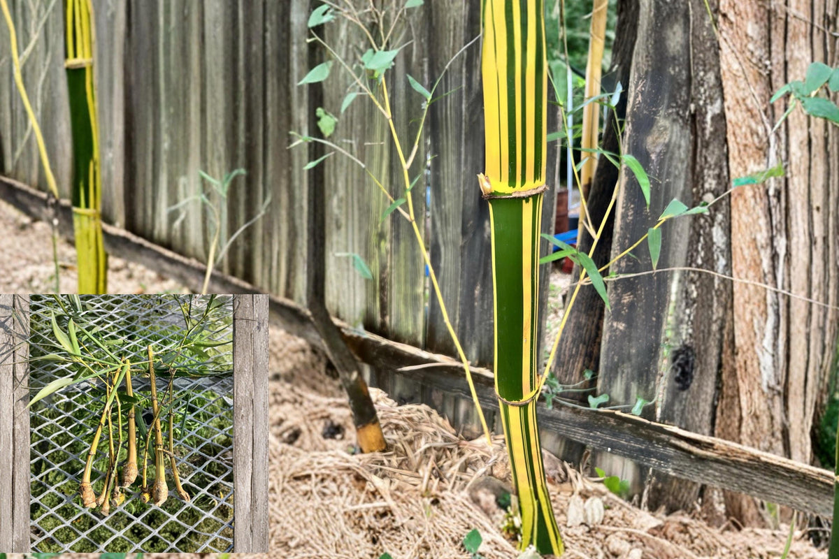 Golden Hawaiian Bamboo Cuttings 5 Unrooted Clumping Bamboo Bambusa vulgaris Bright Yellow Culms Tropical Plant