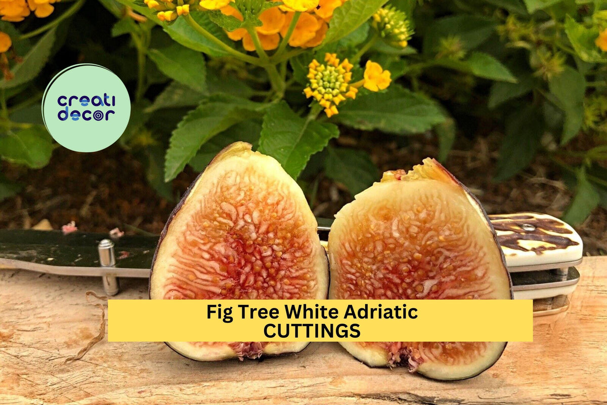 10 Organic Unrooted Fig Cuttings - White Adriatic Ficus carica - Fast-Growing Edible Plant for Pots & Gardens