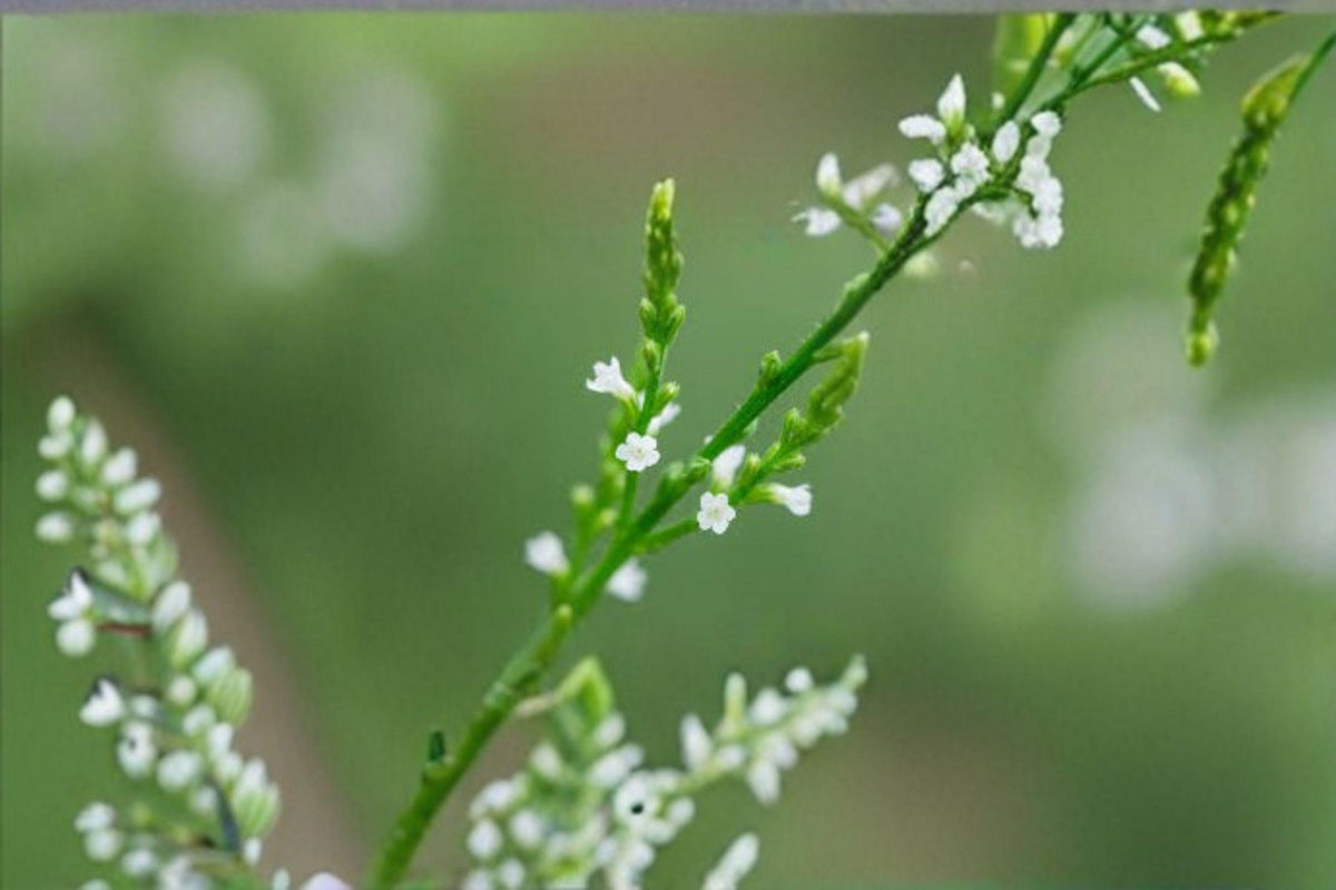 100 White Vervain Seeds – Verbena urticifolia – Native Woodland Wildflower – Pollinator Plant