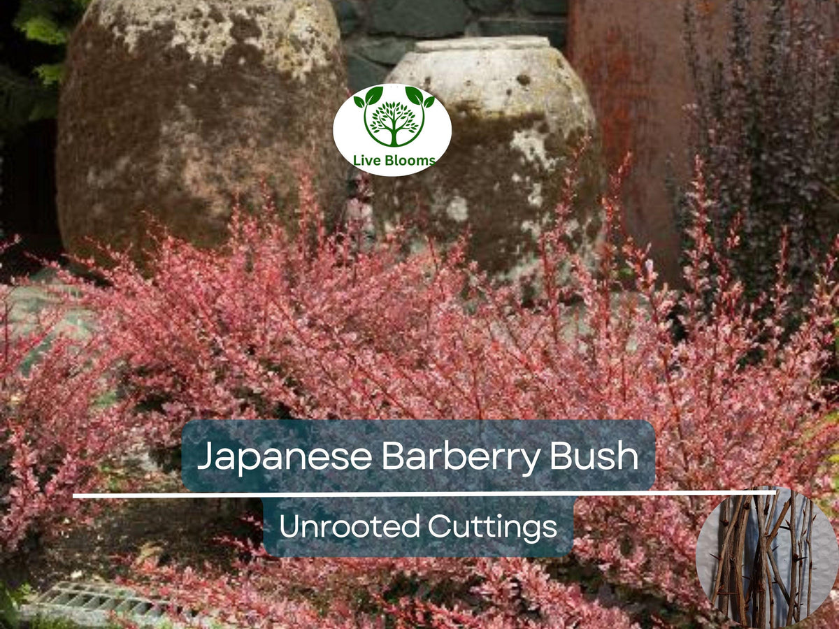 6 Japanese Barberry Cuttings 6-9" Berberis Thunbergii Organic Edible Berries Hardy Shrub Easy to Grow Unrooted