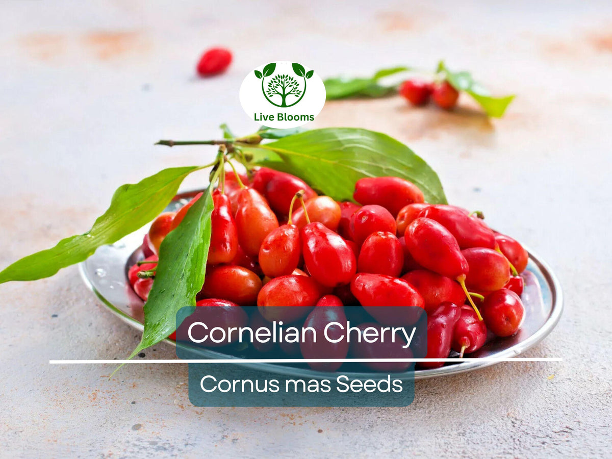 Cornelian Cherry Seeds 15 Pack | Cornus mas, Edible Dogwood Berry Shrub, Non-GMO, Hardy Fruit-Bearing Plant for Garden