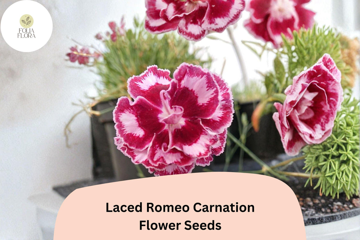 Laced Romeo Carnation Seeds - 200+ Frilled Red & White Blooms | Dianthus caryophyllus | Easy to Grow, Fragrant Perennial