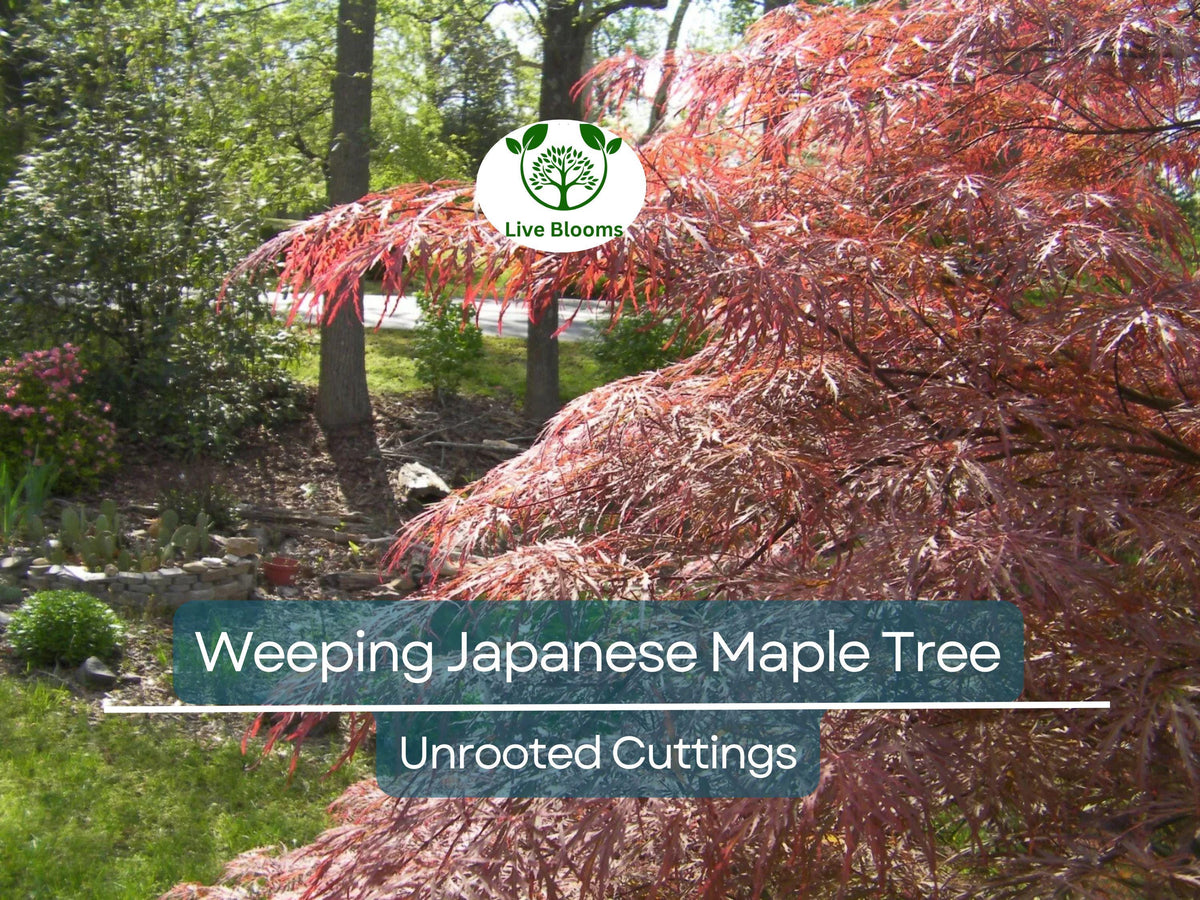 10 Unrooted Cuttings Japanese Maple 'Garnet' Acer palmatum 6-7" Thin Weeping Tree for Rooting & Grafting