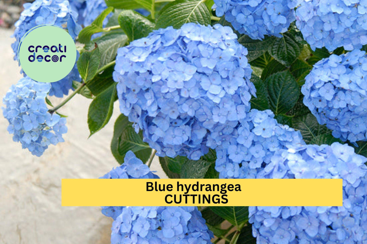 6 Blue Hydrangea Cuttings 6-8” Unrooted Stems Hydrangea macrophylla for Propagation, Classic Garden Blooms, USA
