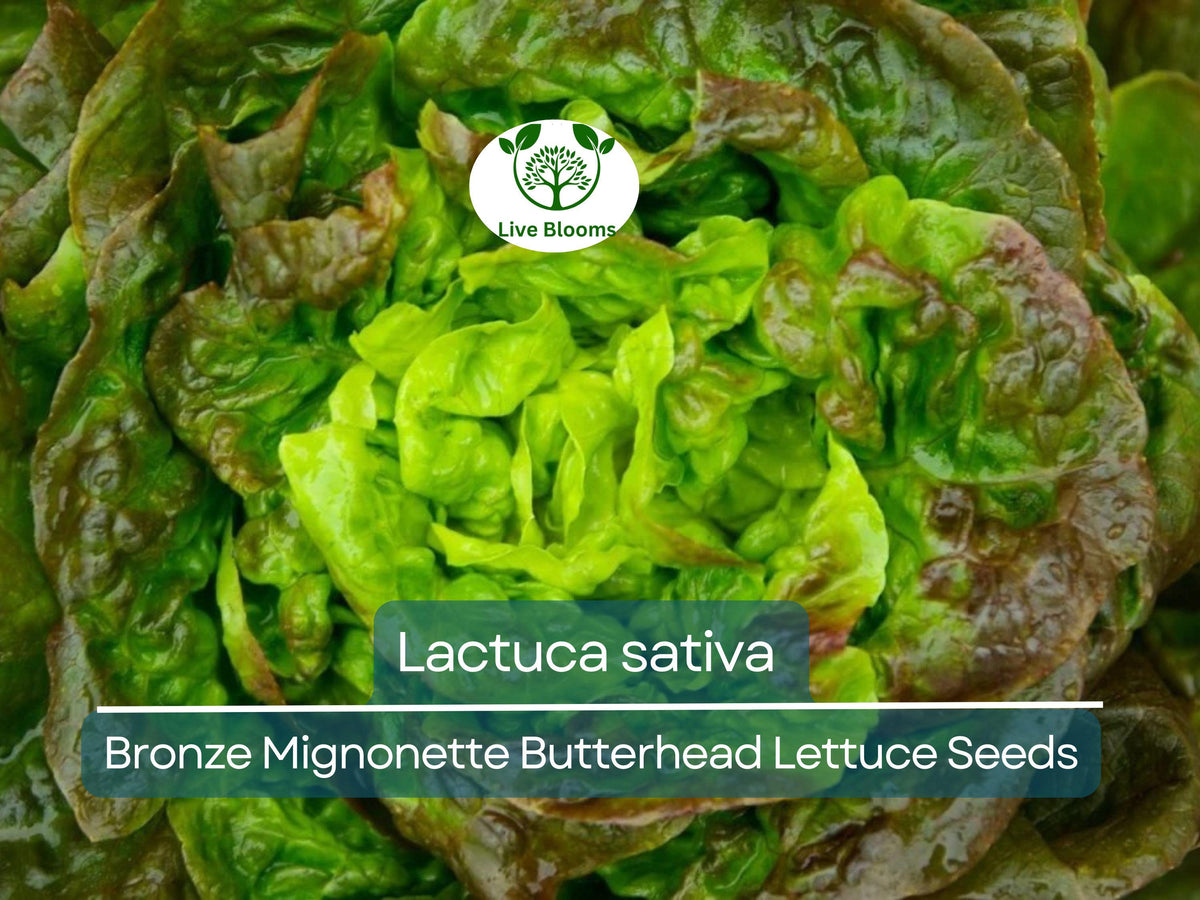 700 Seeds Bronze Mignonette Butterhead Lettuce – Lactuca sativa | Heirloom Variety for Easy Planting & Fresh Harvests