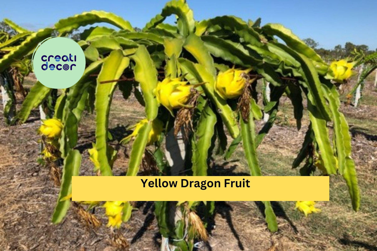 Yellow Dragon Fruit Plant Starter | Hylocereus megalanthus | Tropical Cactus Vine for Container or Garden