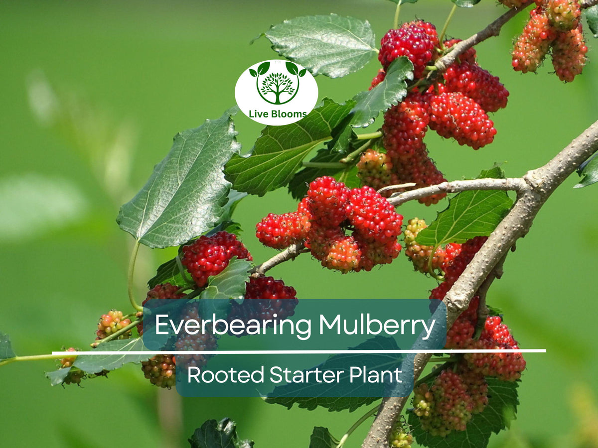Dwarf Everbearing Mulberry Live Plant, Morus Nigra, Compact Fruit Tree for Small Spaces, Year-Round Harvest, Easy to Grow