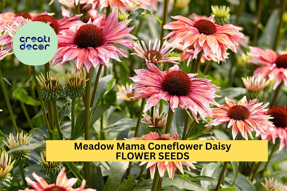 200+ Coneflower Seeds - Meadow Mama, Pink & White Bicolor Blooms, Echinacea purpurea, Drought-Tolerant, Pollinator Friendly