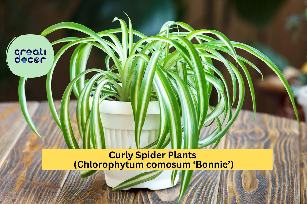Curly Spider Plant 2 Inch Pot - Chlorophytum comosum ‘Bonnie’ - Easy Indoor Houseplant, Air Purifier, Pet-Safe Greenery