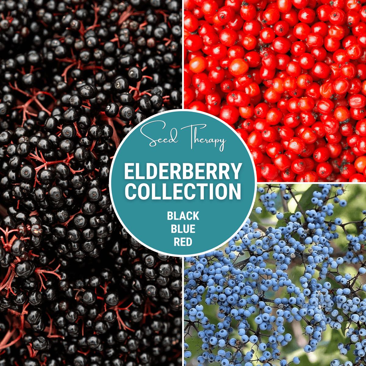 Elderberry Seed Collection - American Black, Red, Blue - Sambucus canadensis, Sambucus nigra, Sambucus racemosa