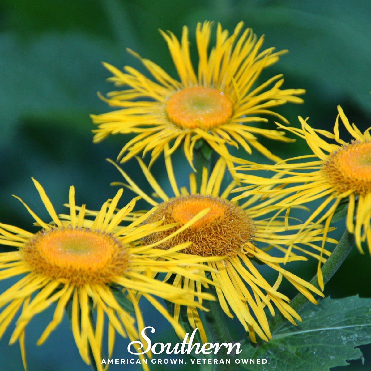 Elecampane Seeds - 25 Pack - Inula helenium - Herbal Plant for Medicinal Use, Perennial Flowering Herb