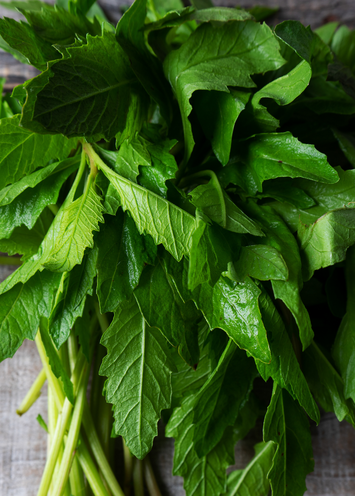 Epazote Herb Plant - Fresh Culinary Variety - Dysphania ambrosioides for Cooking & Medicinal Use