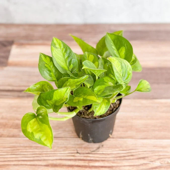 Global Green Pothos Cutting - Live Rooted Plant | Epipremnum Aureum | Easy Care Indoor Decor | Unique Variegation