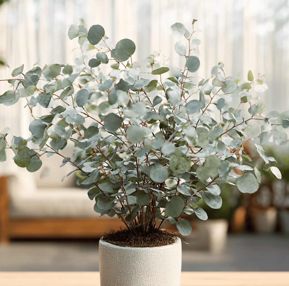 Silver Dollar Eucalyptus Seeds - 20 Count - Eucalyptus cinerea - Ideal for Gardening and Landscaping