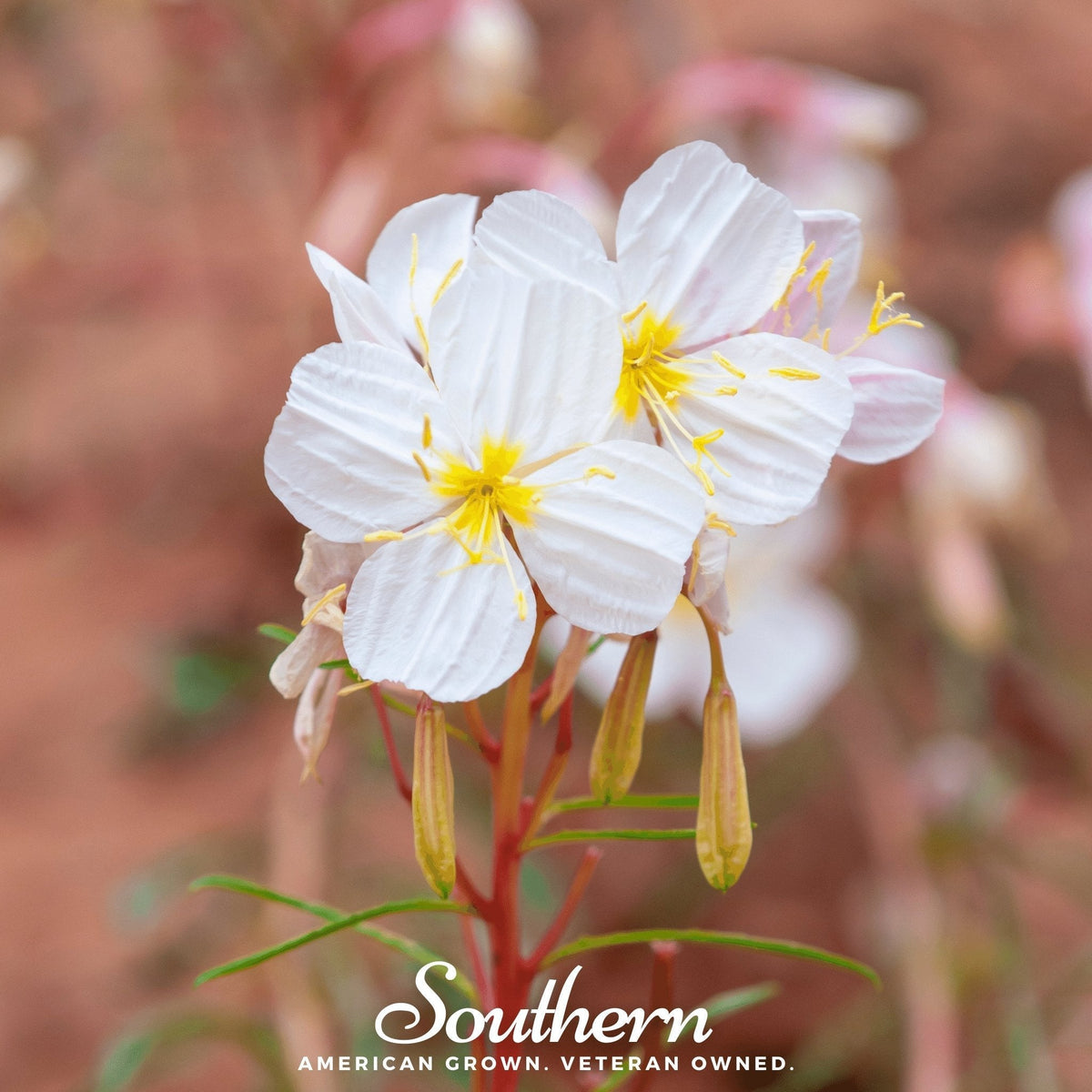 Pale Evening Primrose Seeds - 100 Seeds - Oenothera pallida - Perennial Wildflower for Gardens and Pollinator Attractants
