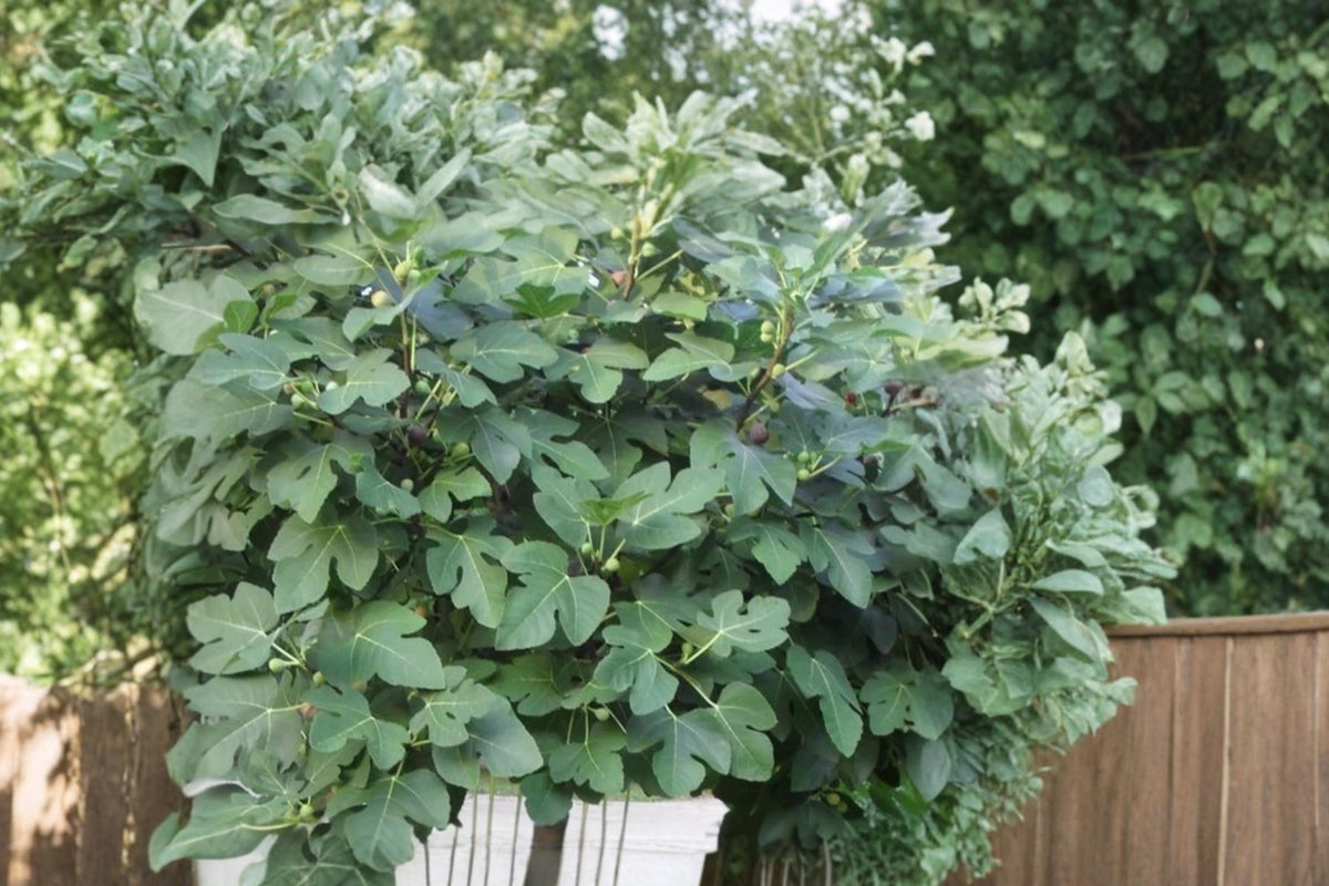 Celeste Fig Tree Cuttings 5 Pack 6"+ Ficus carica ‘Celeste’ Unrooted Fresh Cuttings for Propagation