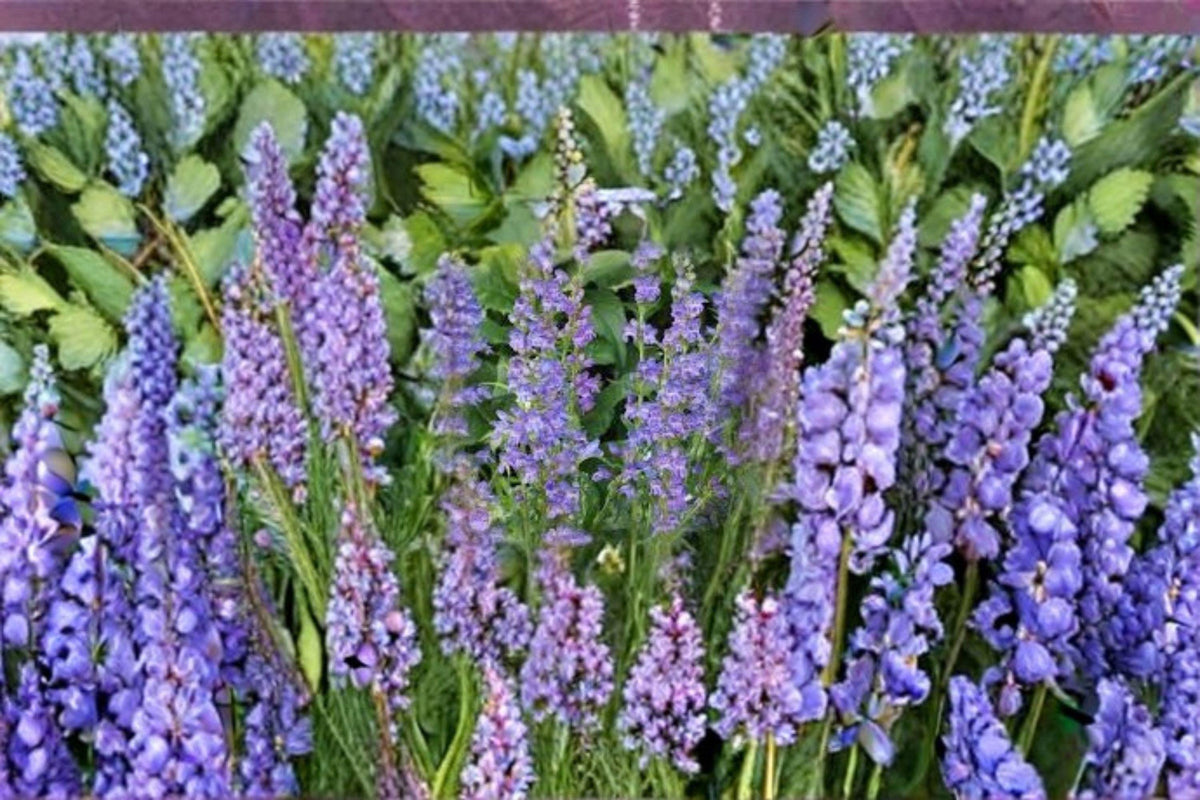 Penstemon cyaneus Seeds - 100 mg Blue Beardtongue Wildflower for Pollinator and Native Garden Planting